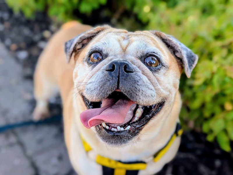 Lacey | Pug Cross | Cardiff - 4
