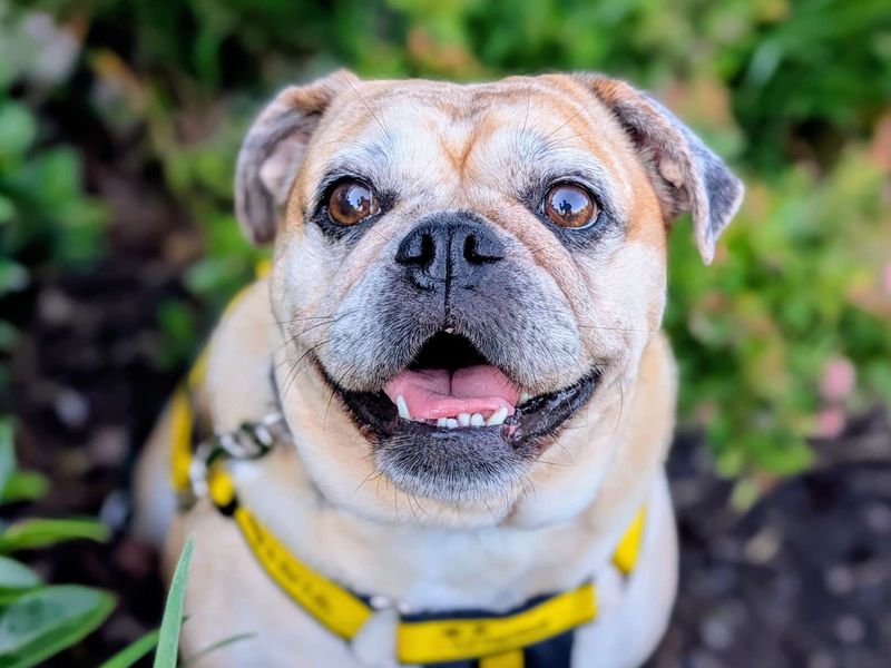 Lacey | Pug Cross | Cardiff - 5
