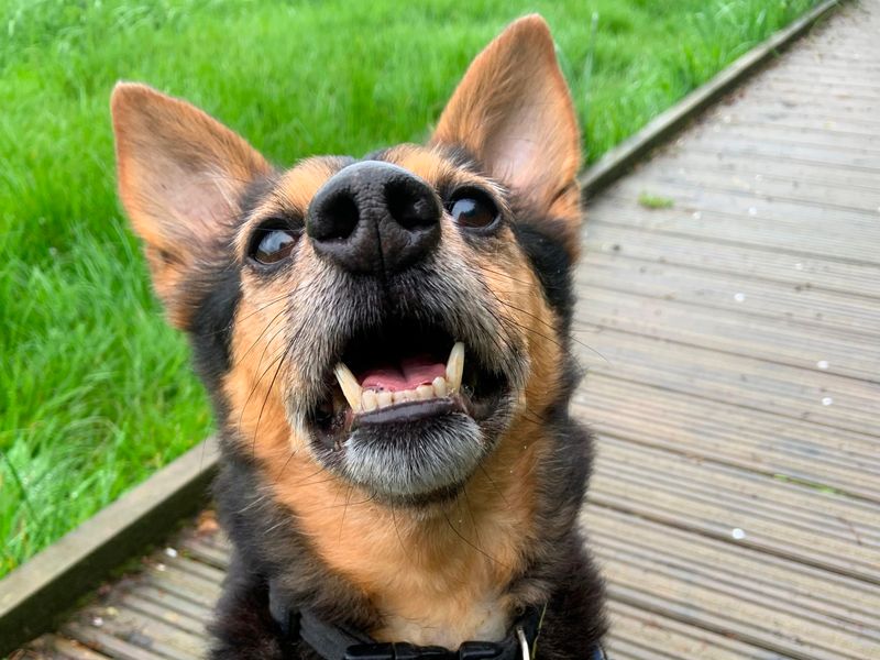 undefined | Welsh Corgi (Pembroke) Cross | undefined - 8