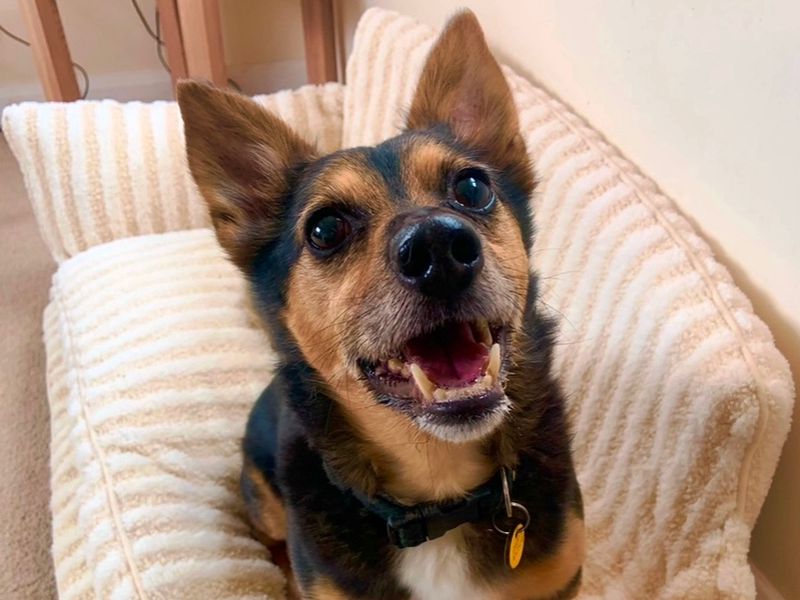 Jack Russell for adoption in Wymeswold, Leicestershire – 10 years old - Image 3 of 4