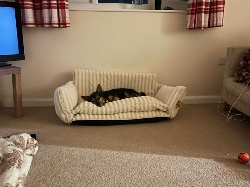 Jack Russell for adoption in Wymeswold, Leicestershire – 10 years old - Image 1 of 4