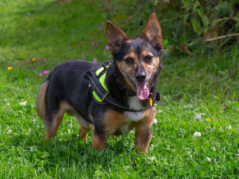 Jack Russell for adoption in Wymeswold, Leicestershire – 10 years old - Image 2 of 4