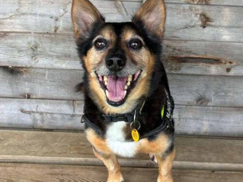undefined | Welsh Corgi (Pembroke) Cross | undefined - 4