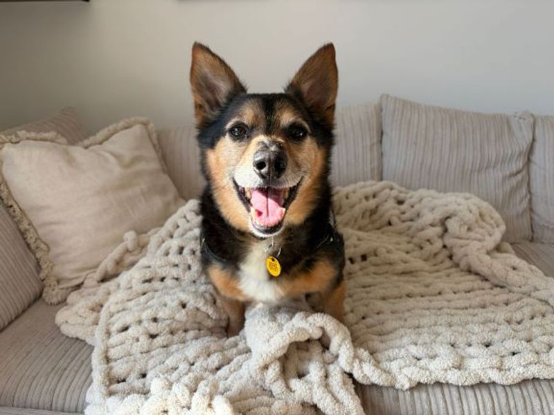 undefined | Welsh Corgi (Pembroke) Cross | undefined - 7