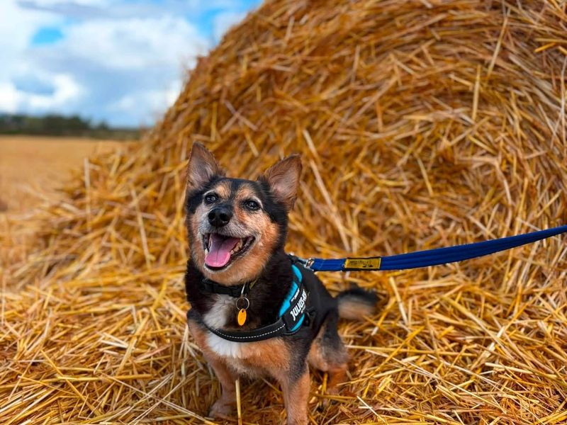 Lemmy | Welsh Corgi (Pembroke) Cross | Loughborough - 4