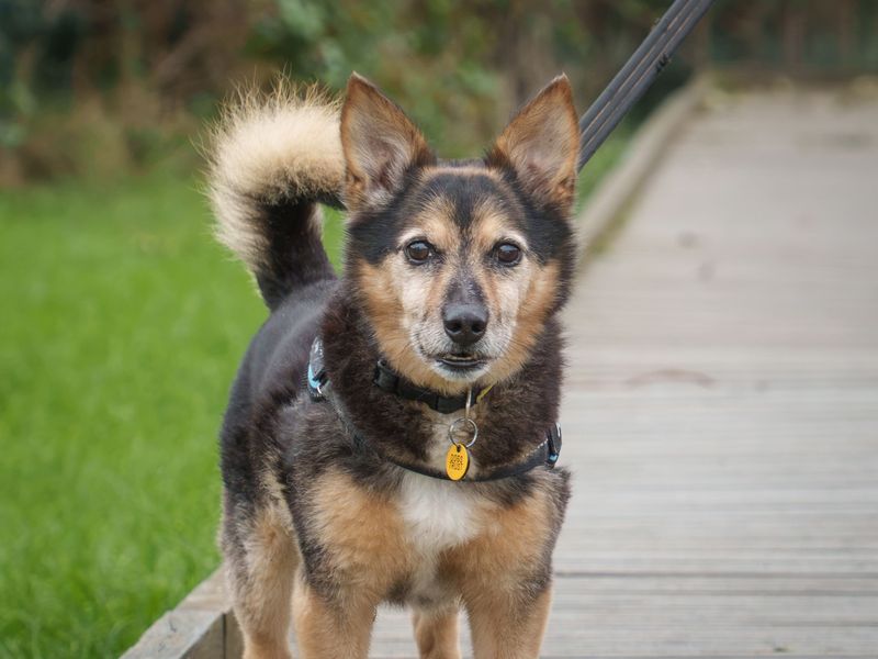 Lemmy | Welsh Corgi (Pembroke) Cross | Loughborough - 7