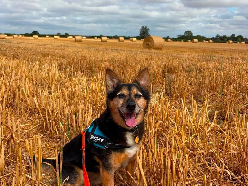 Lemmy | Welsh Corgi (Pembroke) Cross | Loughborough - 8
