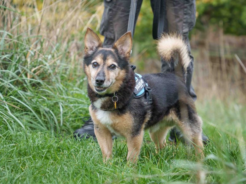 Lemmy | Welsh Corgi (Pembroke) Cross | Loughborough - 16