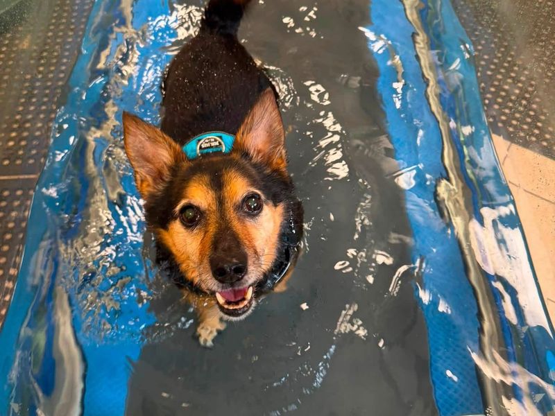 Lemmy | Welsh Corgi (Pembroke) Cross | Loughborough - 15