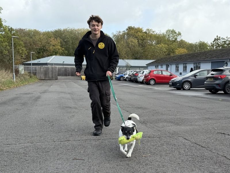 Bob | Terrier (Jack Russell) | Evesham (Worcestershire) - 4