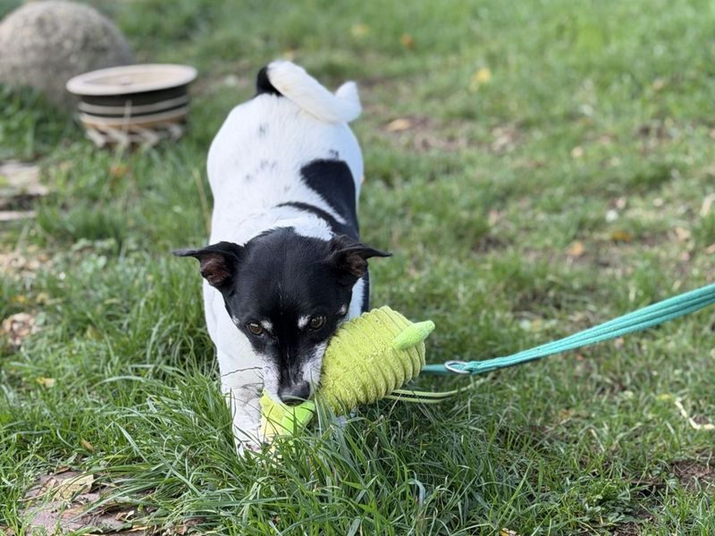 Bob | Terrier (Jack Russell) | Evesham (Worcestershire) - 1