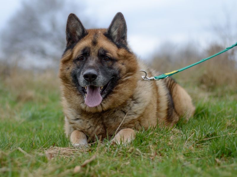 German Shepherd for adoption in Kenilworth, Warks – 8 years old - Image 4 of 9