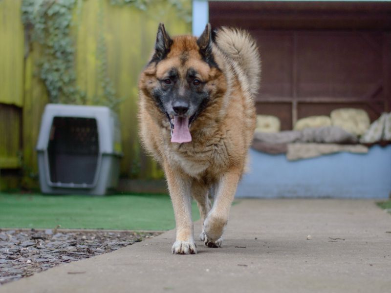 German Shepherd for adoption in Kenilworth, Warks – 8 years old - Image 9 of 9