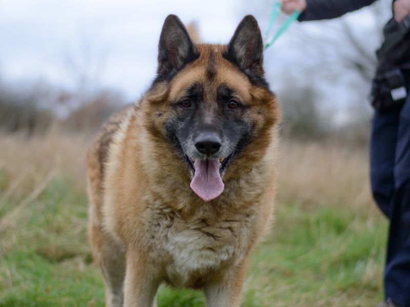 German Shepherd for adoption in Kenilworth, Warks – 8 years old - Image 6 of 9