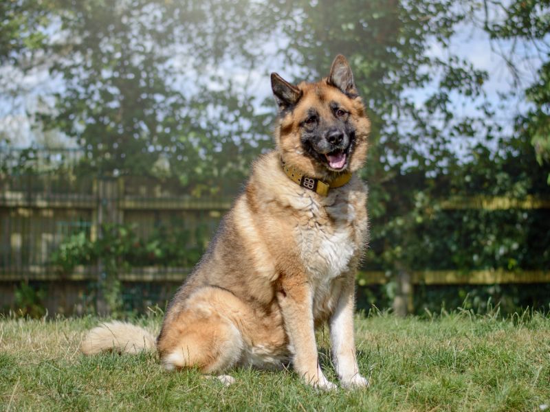 German Shepherd for adoption in Kenilworth, Warks – 8 years old - Image 7 of 9