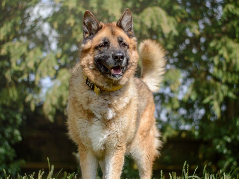 German Shepherd for adoption in Kenilworth, Warks – 8 years old - Image 8 of 9