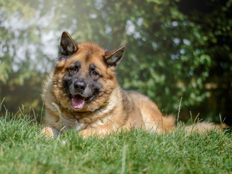 German Shepherd for adoption in Kenilworth, Warks – 8 years old - Image 3 of 9