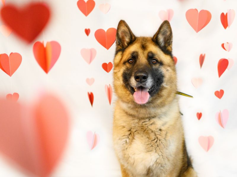 undefined | German Shepherd Dog Cross | undefined - 6