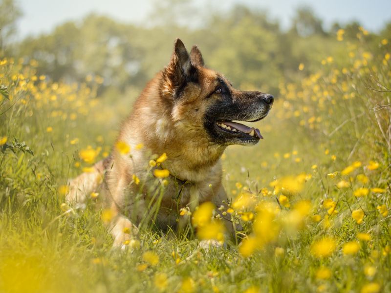 Deki | German Shepherd Dog Cross | Kenilworth (West Midlands) - 1