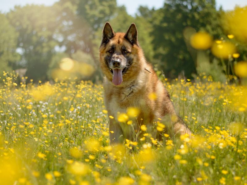 undefined | German Shepherd Dog Cross | undefined - 7