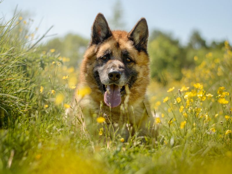 undefined | German Shepherd Dog Cross | undefined - 5