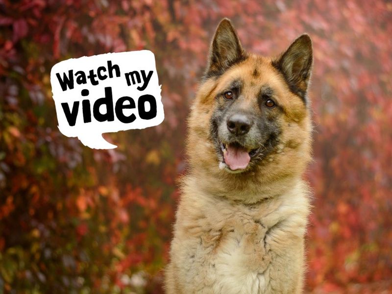 undefined | German Shepherd Dog Cross | undefined - 10