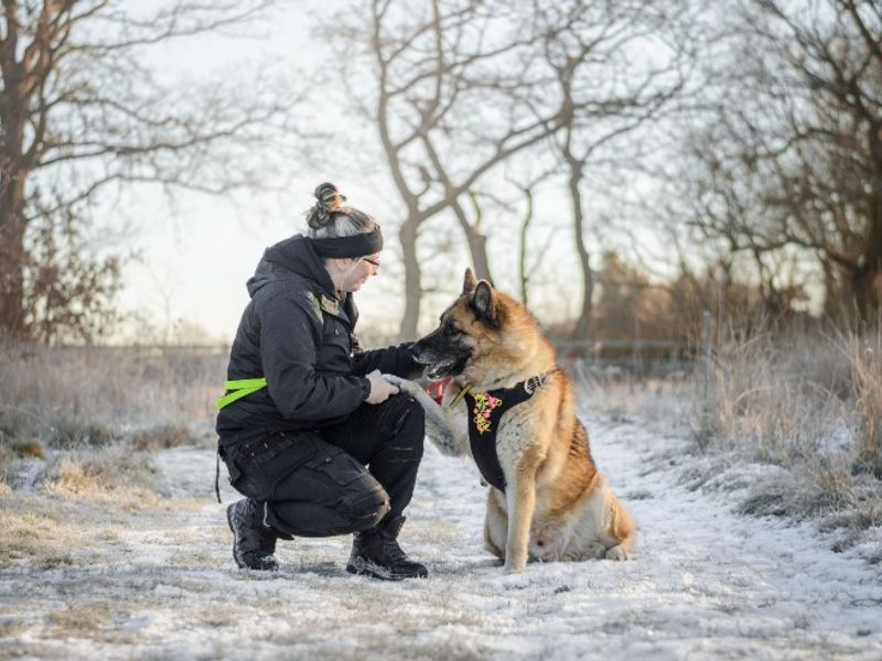 undefined | German Shepherd Dog Cross | undefined - 15