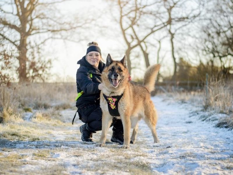 undefined | German Shepherd Dog Cross | undefined - 16