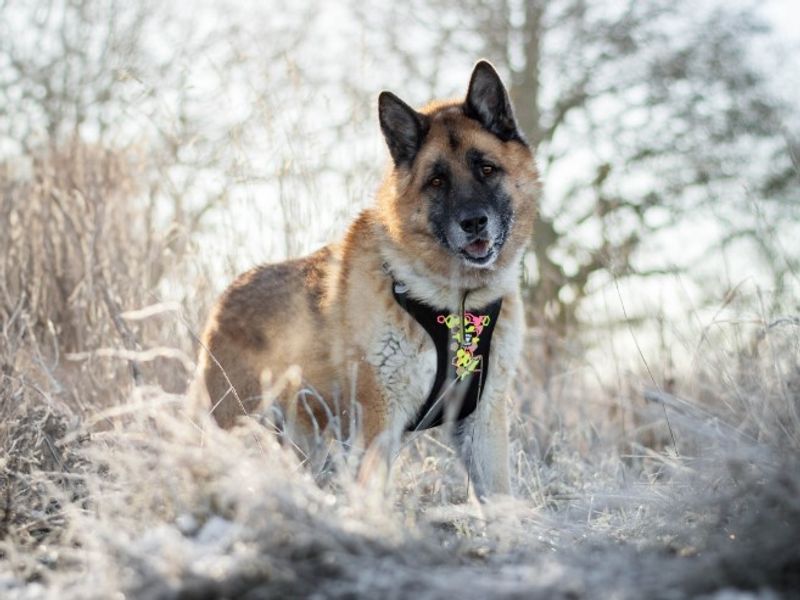 Deki | German Shepherd Dog Cross | Kenilworth (West Midlands) - 1