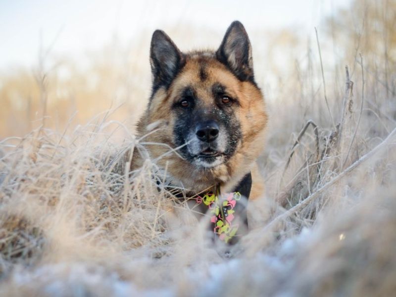 undefined | German Shepherd Dog Cross | undefined - 2