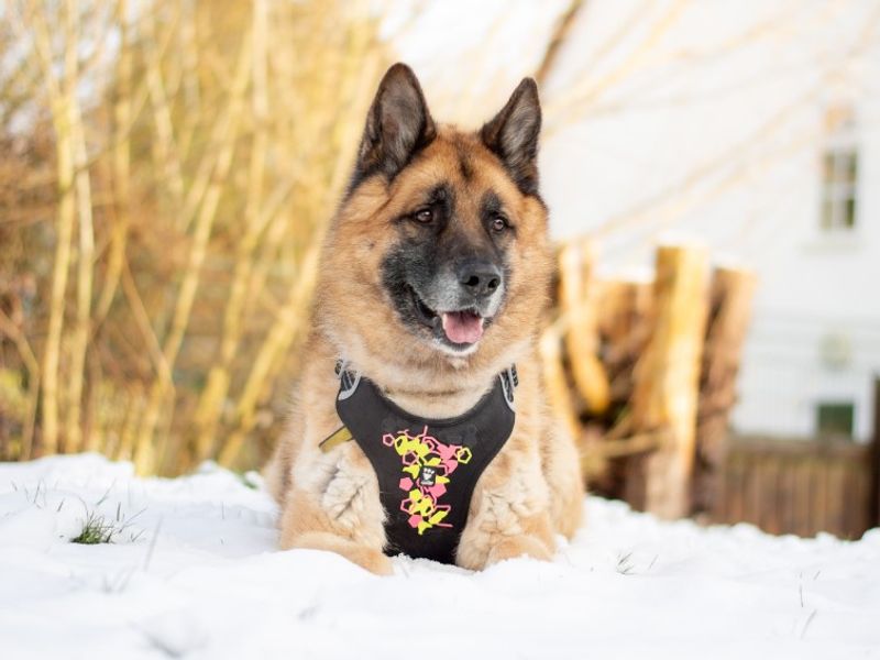 undefined | German Shepherd Dog Cross | undefined - 9
