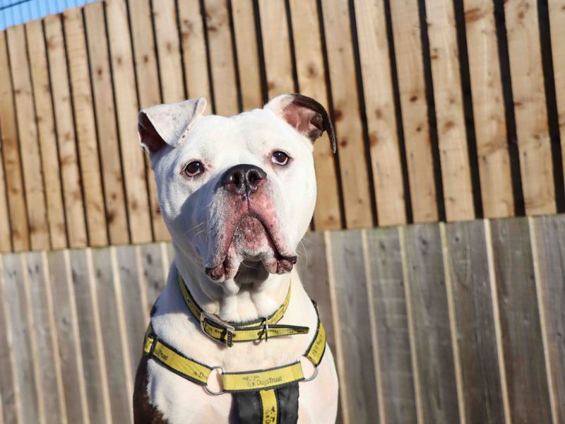 Bullmastiff x shop