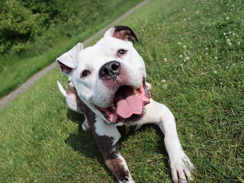 Buzz, a 6 years old male Crossbreed available for adoption from Dogs Trust in Manchester, Greater Manchester