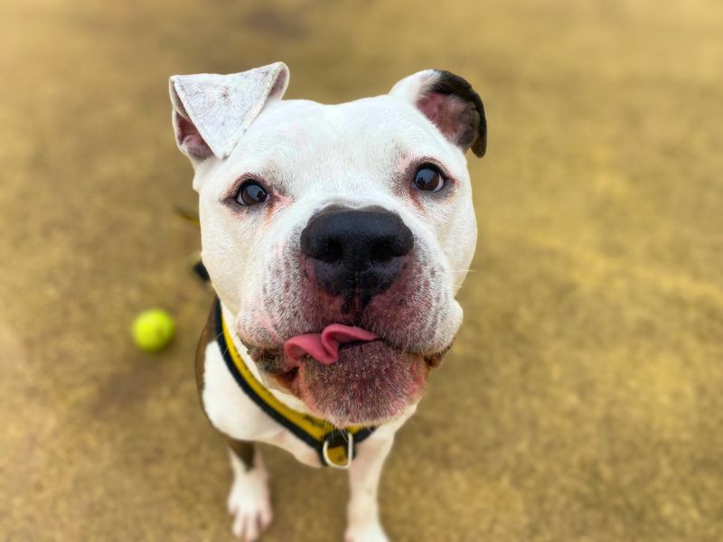 Buzz, a 6 years old male Crossbreed available for adoption from Dogs Trust in Manchester, Greater Manchester