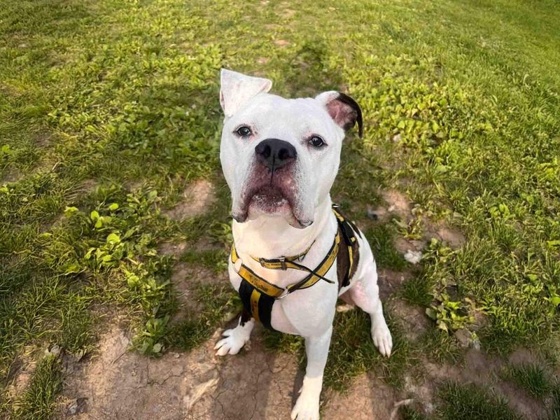 undefined | Bullmastiff Cross | undefined - 8
