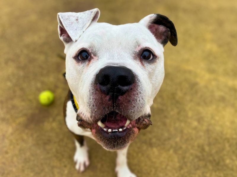 Buzz | Bullmastiff Cross | Manchester - 1