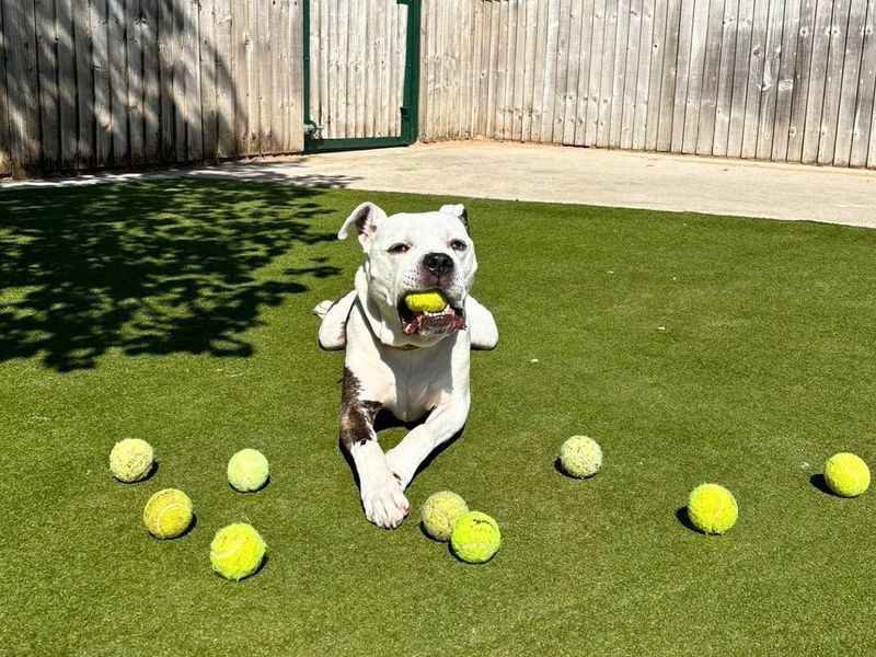 undefined | Bullmastiff Cross | undefined - 6