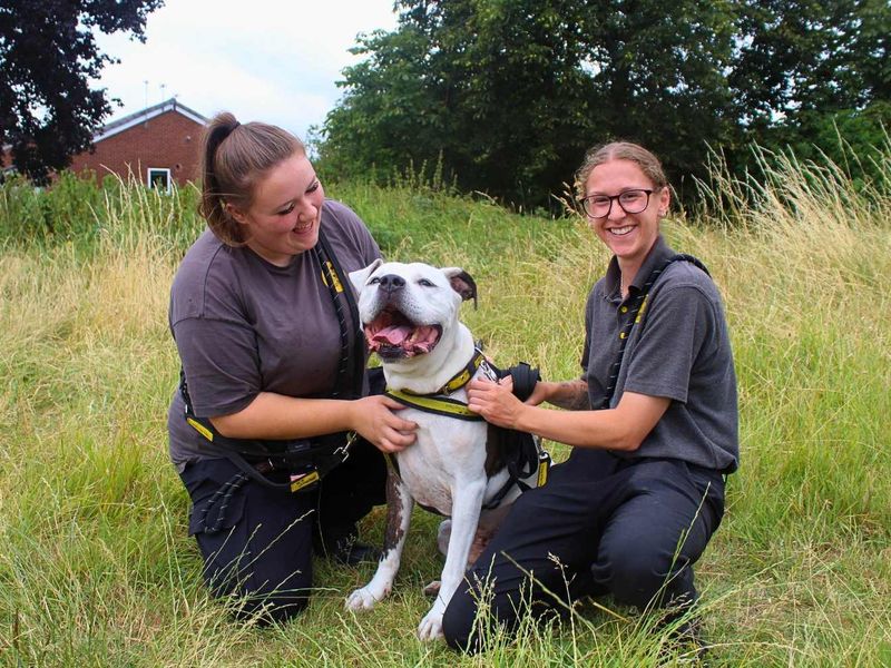Buzz | Bullmastiff Cross | Manchester - 7