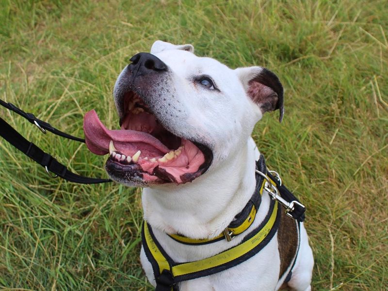 Buzz | Bullmastiff Cross | Manchester - 1