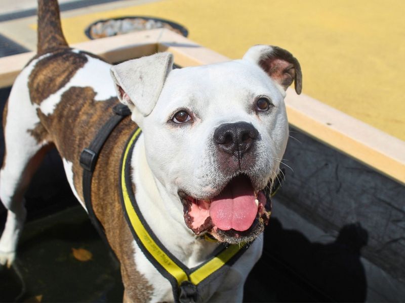 Buzz | Bullmastiff Cross | Manchester - 5