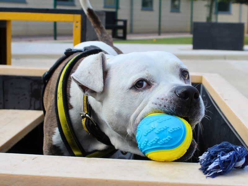 Buzz | Bullmastiff Cross | Manchester - 6