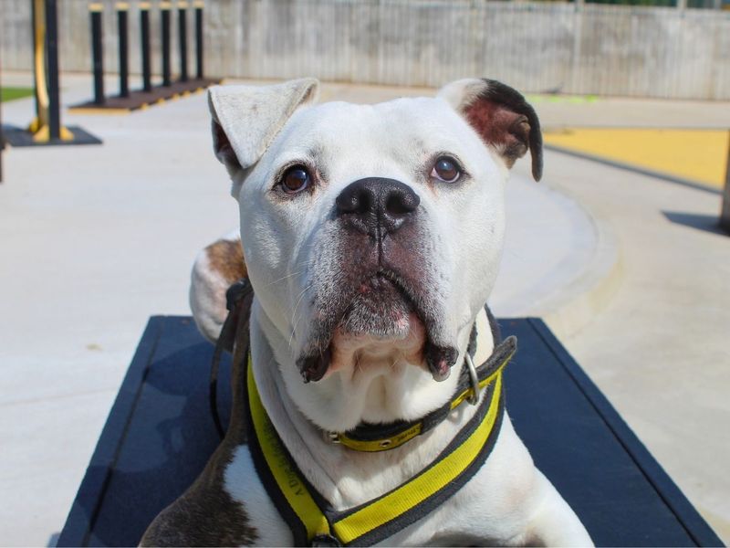 Buzz | Bullmastiff Cross | Manchester - 8