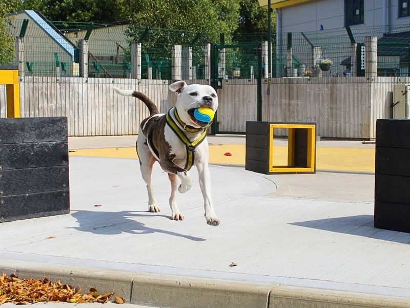 Buzz | Bullmastiff Cross | Manchester - 9