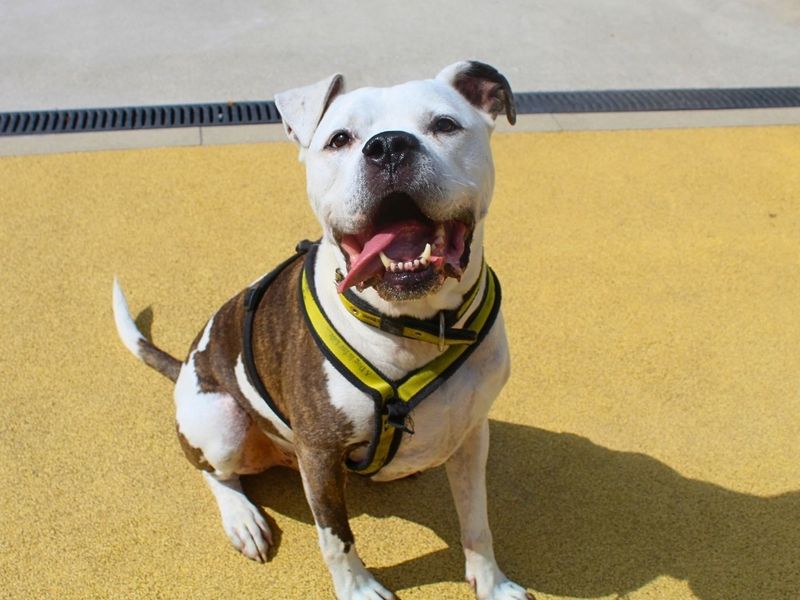 Buzz | Bullmastiff Cross | Manchester - 3