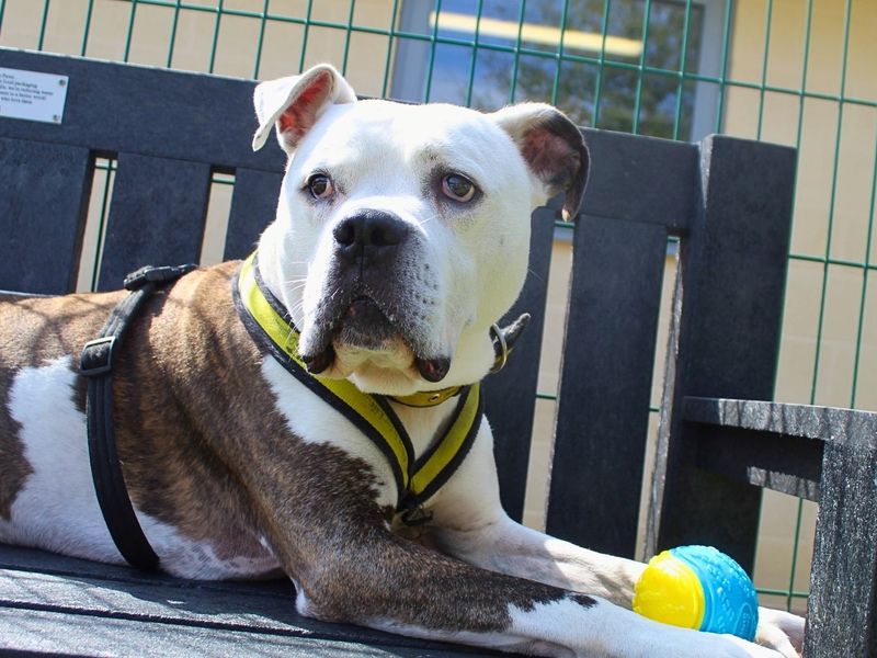 Buzz | Bullmastiff Cross | Manchester - 2