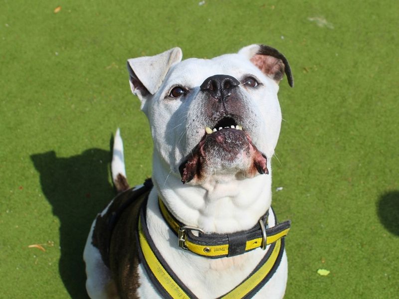 Buzz | Bullmastiff Cross | Manchester - 4