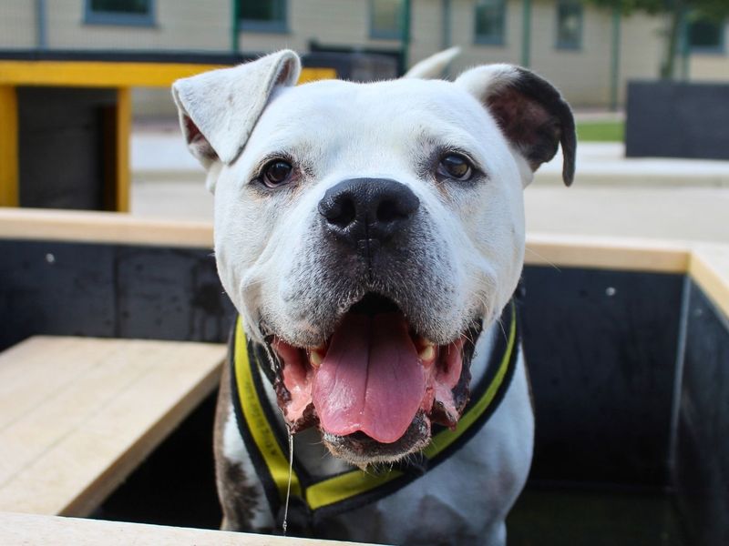 Buzz | Bullmastiff Cross | Manchester - 10