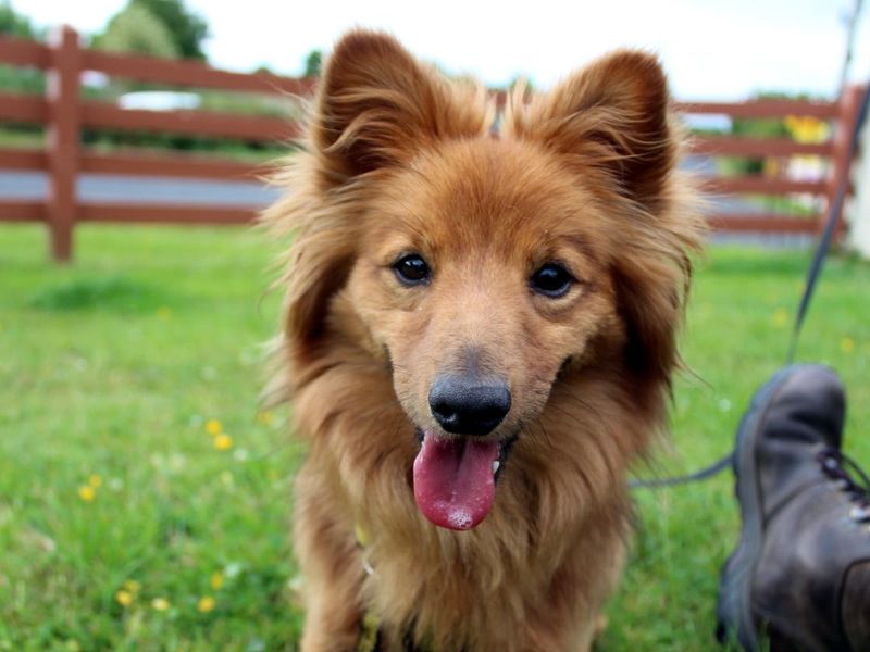 Adopt a Dachshund (Miniature Long Haired) Cross Rescue Dog | Barney | Dogs Trust Adopt a Dachshund (Miniature Long Haired) Cross Rescue Dog | Barney | Dogs Trust