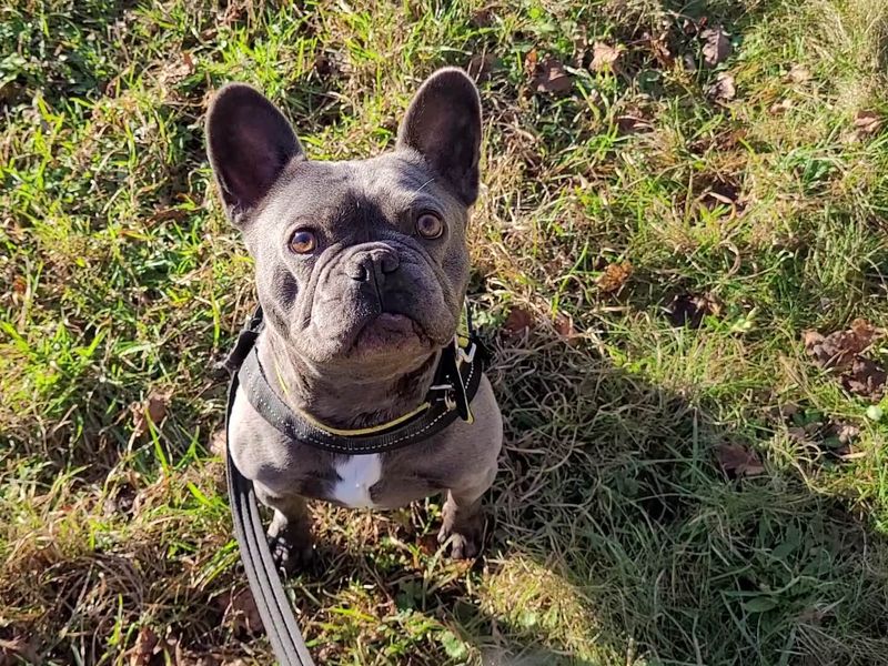 Adopt a French Bulldog Rescue Dog | Hugo | Dogs Trust