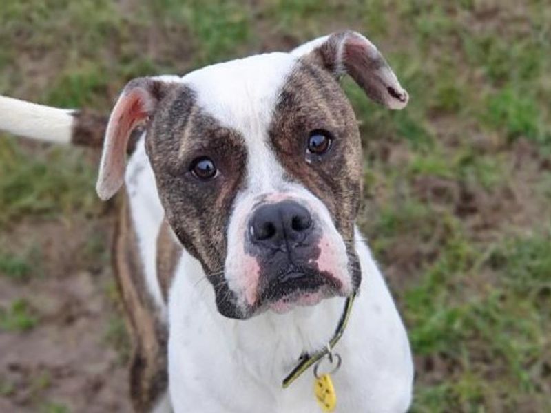American Bulldog for adoption in Wickford, Essex – 7 years old